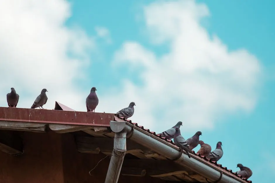 Flock of pigeons resting on a rooftop with a vibrant blue sky and fluffy clouds in the background.